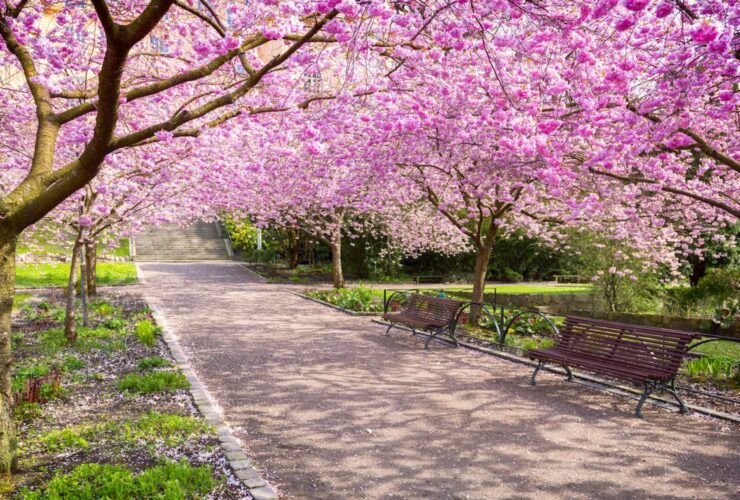 Best Places to Visit in Spring Season